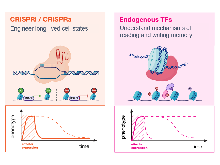 CRISPR tool development