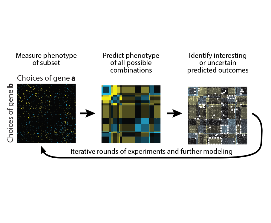 Combinatorial genetics