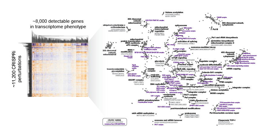 Genome-scale Perturb-seq experiments knocking down ~8,000 transcripts in K562 cells. Transcriptome phenotypes formed 64 biologically meaningful clusters, with purple labels indicating recapitulated CORUM protein complexes.