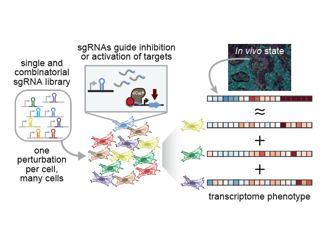 Engineering transcriptional state <i>in vitro</i>